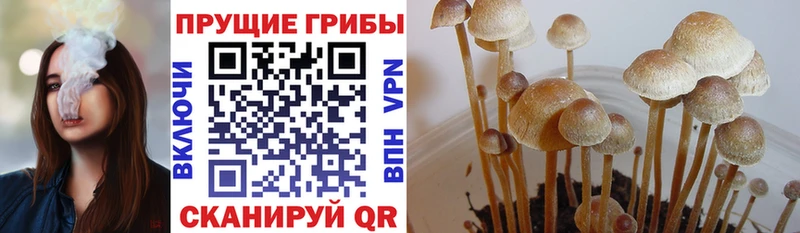 Псилоцибиновые грибы Cubensis где найти наркотики Вуктыл